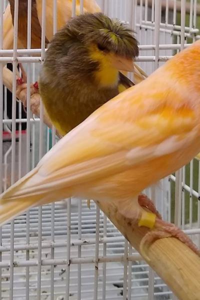 Hogar De Pajaritos 121685363