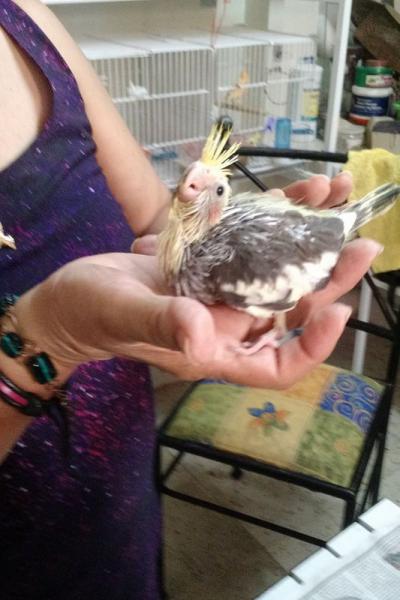 Hogar De Pajaritos 32545764