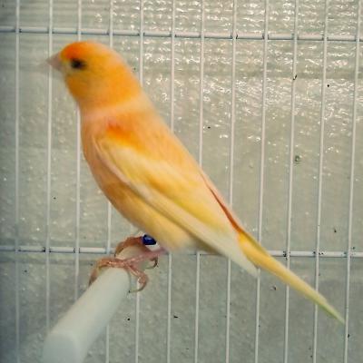 Hogar De Pajaritos 733221