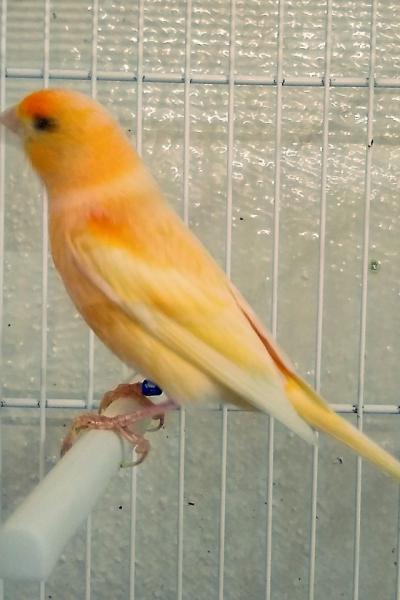 Hogar De Pajaritos 733221