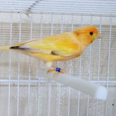 Hogar De Pajaritos 7438296