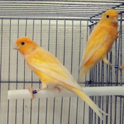 Hogar De Pajaritos 74449213