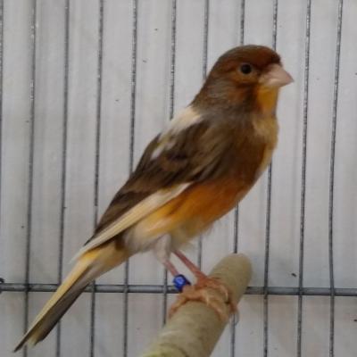 Hogar De Pajaritos 7523338