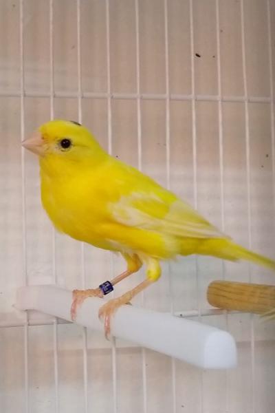 Hogar De Pajaritos 8169494