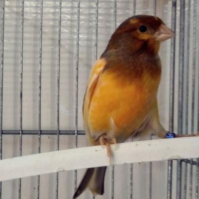 Hogar De Pajaritos Canario Amarillo 01