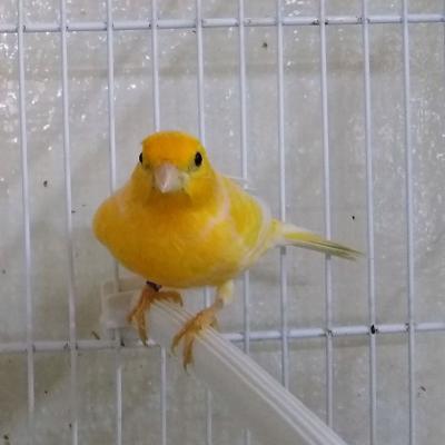 Hogar De Pajaritos Canario Amarillo 02