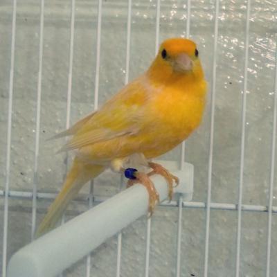 Hogar De Pajaritos Canario Amarillo 03