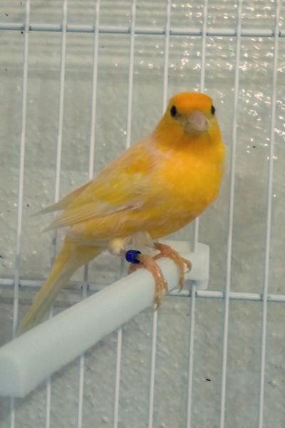 Hogar De Pajaritos Canario Amarillo 03