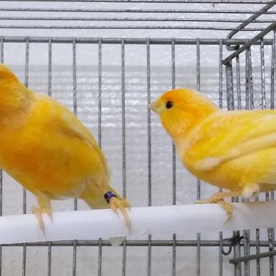 Hogar De Pajaritos Canario Amarillos 01